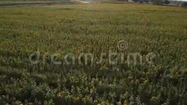飞过一片盛开的葵花田4K。 无人机视频穿过一片黄色的向日葵。 一片田野的夏季景观..